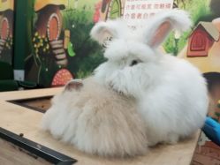 -神奇动物撸宠馆·羊驼·小浣熊·异宠(豫园店)