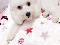 -艾贝尔宠物诊疗