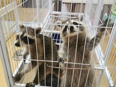 -猫色咖啡·猫咖