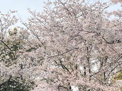 -武汉大学-樱园