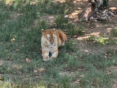 -西霞口神雕山野生动物世界