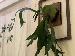 -绿小院(荔湾店)