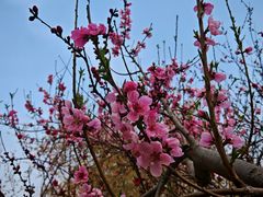 -桃花堤公园
