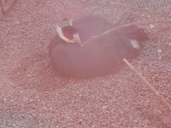 -青藏高原野生动物园