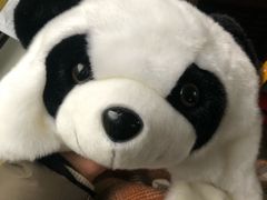 -都江堰中华大熊猫苑