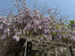 -洛阳市隋唐城遗址植物园