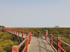-北海金海湾红树林生态旅游区