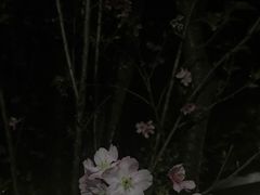 -草山夜未眠景观餐厅