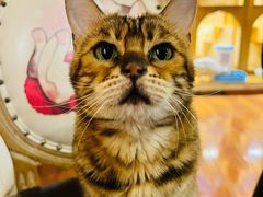 -猫小院猫主题餐厅(南锣旗舰店)