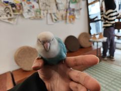-吉丁鸟咖·异宠·寄养