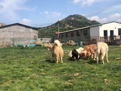 -趣玩宠物乐园寄养训犬训狗游泳池