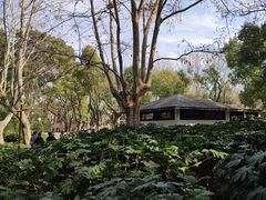 -上海共青森林公园