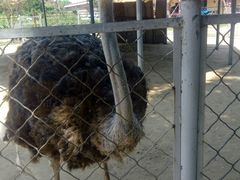 -意大利农场度假村