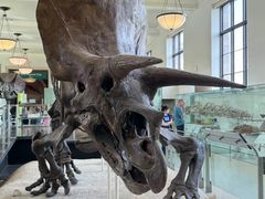 -美国自然历史博物馆