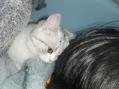 -宠颐生嘉德动物医院