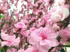 -武汉大学-樱园