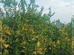 -樂桃源奉贤黄桃种植采摘基地