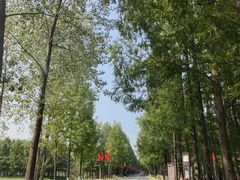 -黄海国家森林公园