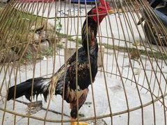 -西双版纳傣族园