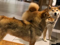 -柴务处·柴犬主题狗咖