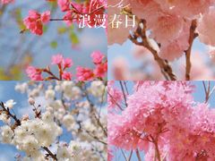 -天适樱花悠乐园