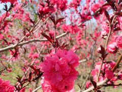 -大兴滨河森林公园