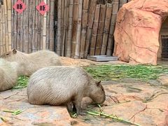 -珠海长隆海洋王国