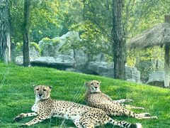 -北京野生动物园