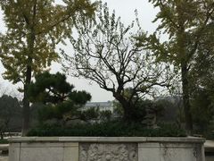 -红梅公园