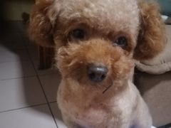 -瑞鹏宠物医院·爱宠堂(环西分院)