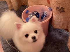 -宠福鑫康馨动物医院·骨科·眼科