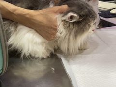 -瑞派名望24h动物医院异宠专科·猫专科·骨科·重症监护分院