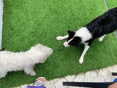 -汪说喵讲宠物乐园宠物酒店(红星美凯龙店)