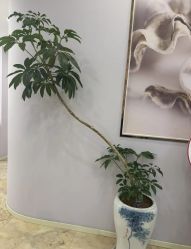 -紫琪尔胸部养护中心