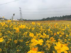 -紫颐香薰山谷景区
