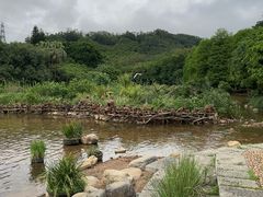 -深圳仙湖植物园