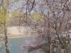 -桃花堤公园