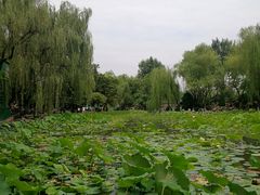 -莲湖公园