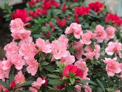 -石家庄市植物园