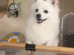 -唐小姐の猫狗洗护·购宠旗舰店(周浦万达店)