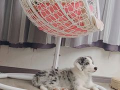 -浣熊柯尔鸭土拨鼠·电玩咖