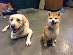 -百好乐宠物友好餐厅(朝外大街店)