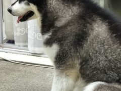 -彩虹桥宠物火化殡葬善终服务(金乐大厦店)