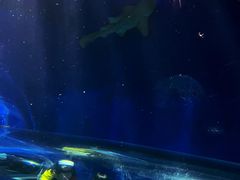 -瑞普利水族馆