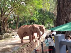 -深圳野生动物园