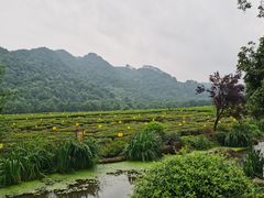 -中国茶叶博物馆(双峰馆区)
