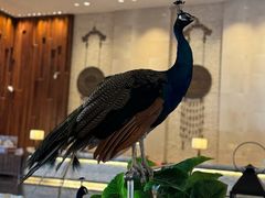 -西双版纳融创皇冠假日度假酒店