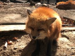 -宫城藏王狐狸村