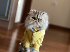 -伟伟宠物医院·CT影像中心·瑞派犬猫综合性门诊(汉口总院)
