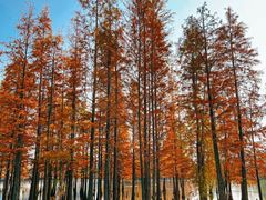 -白鹭湾湿地公园